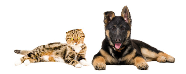 German Shepherd puppy and cat Scottish Fold lying together