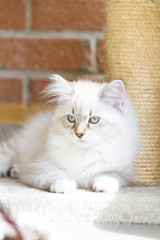 white puppy of siberian cat, playing with a feather on the scrat