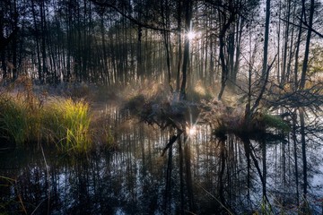 Beautiful wild swamps sunrise landscape.