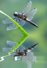 la libellule gomphidae