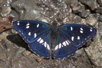 kelebek
