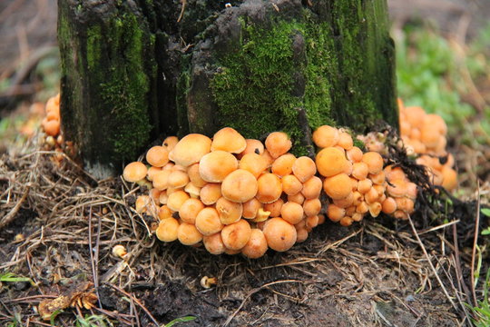 A Collection of Small Fungus Around the Base of a Tree.