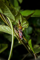 Close up detailed of spider killing prey.