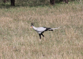 secretary bird,Tanzania