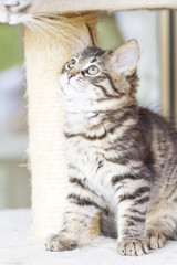 brown puppy of siberian breed playing on the scratching post