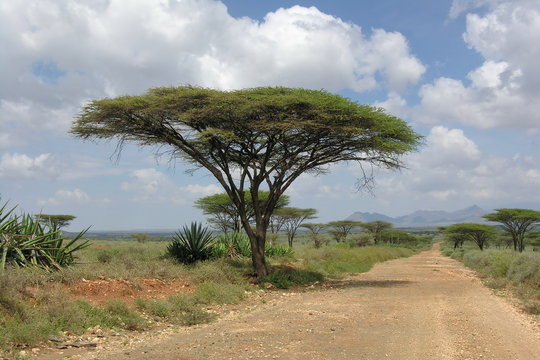 Road landscape with Acacia tree in the foreground.