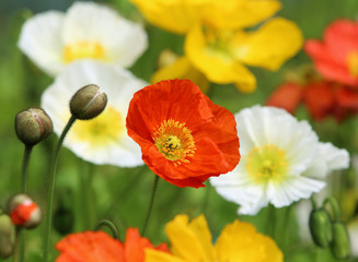 Obraz premium ポピーの花園