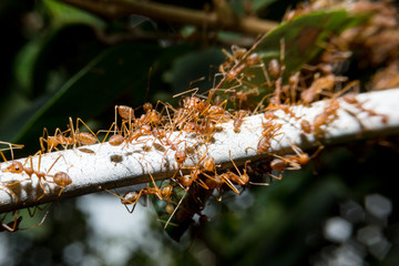 Red ants walking on wired with close up detailed view.