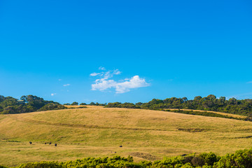 Fototapeta premium farm