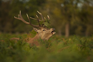 Red deer - Cervus elaphus