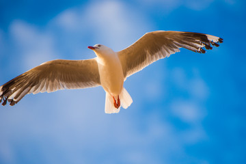 Seagull