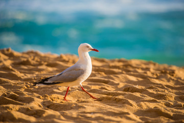Seagull