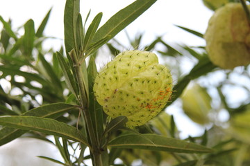 Balloonplant