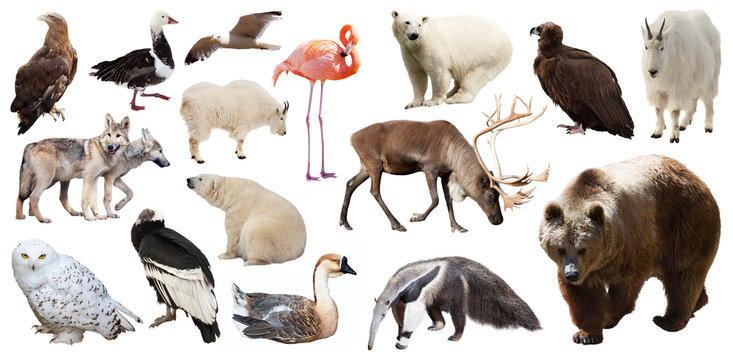 Set Of  North American Animals. Isolated On White