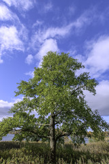 beautiful Ash tree and cloudy blue sky.