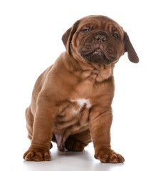 cute puppy