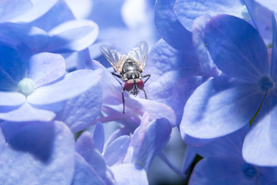 Fly holding on violet flower with close up detailed view.