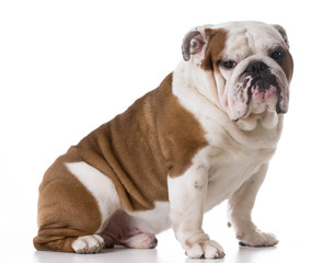 Obraz premium bulldog sitting