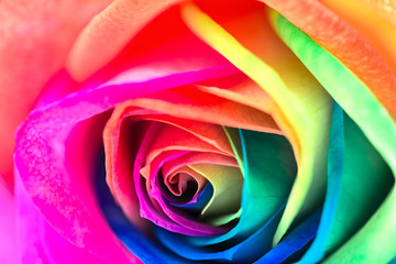 Fototapeta na wymiar Multicolor rose
