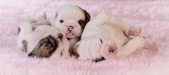 Fototapeta premium litter of puppies