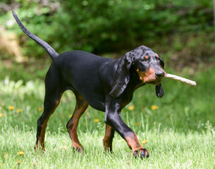 dog playing fetch