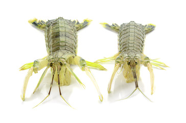 Fresh mantis shrimp on a white background, closeup of photo