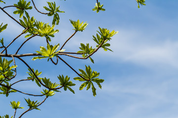 First leaves on tree in spring