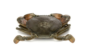 crab isolated on white background, sea food