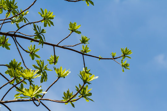 First leaves on tree in spring