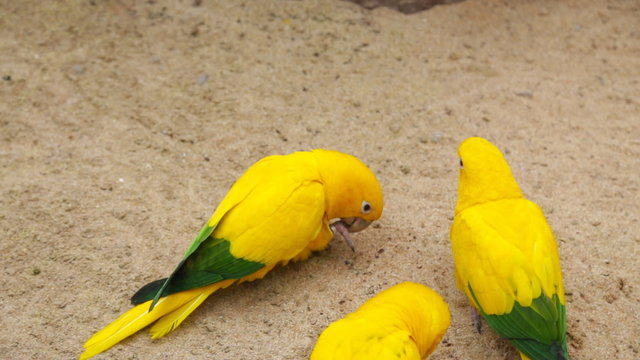 Beautiful colorful parrot
