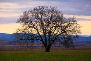 Fototapeta na wymiar oak tree in sunrise