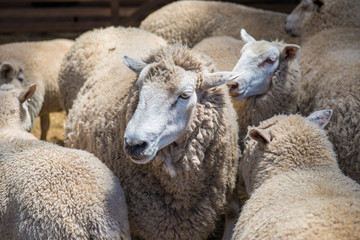 Australian sheep