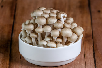 fresh mushroom