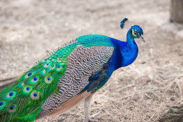 Obraz premium Peacock