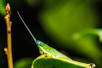  green grasshopper on grass leaf