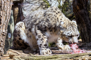 Naklejka premium Snow leopard, Uncia uncia, eating rabbit