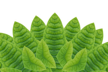 Idea from leaf.( Card concept)