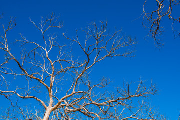 Withered Tree