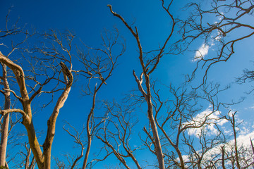 Withered Tree
