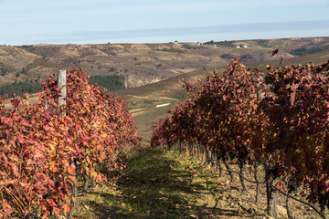 Aglianico, panorama dei vigneti lucani