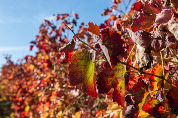 Aglianico: panorama dei vigneti lucani
