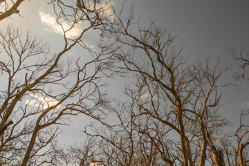 Withered Tree
