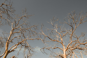 Withered Tree