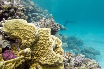 colorful coral reef at the bottom of tropical sea, underwater