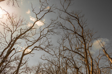 Withered Tree