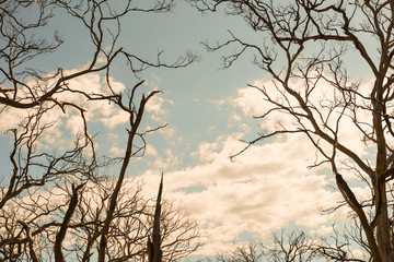 Withered Tree
