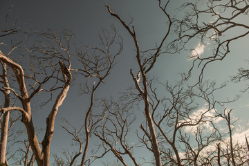 Withered Tree