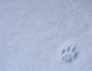 Cat sign