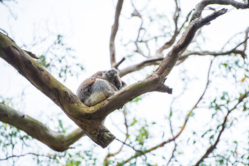 Close up of koala at sanctuary in Australia