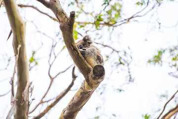 Close up of koala at sanctuary in Australia